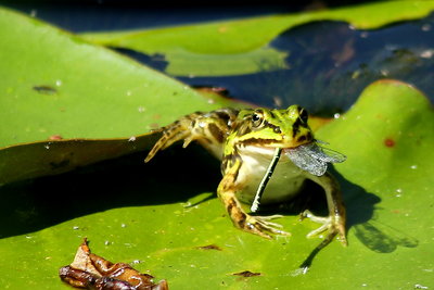 ...mag auch Libellen!