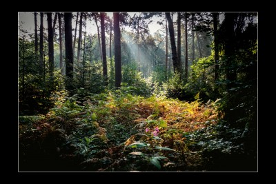 Colorfull Ray of light