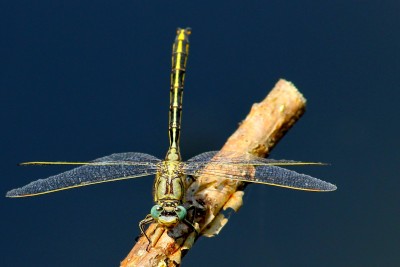 neugierige Heidelibelle