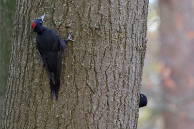 Schwarzspecht spielt Kuckuck