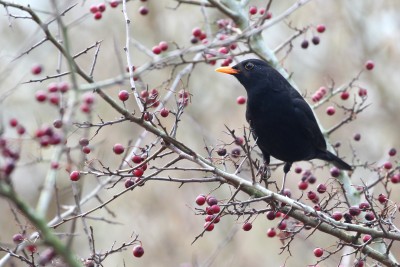 da macht auch die Amsel große Augen...