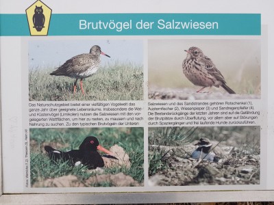 Brutvögel der Salzwiesen