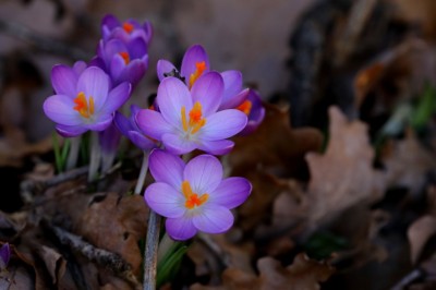 Farbe im Frühjahr