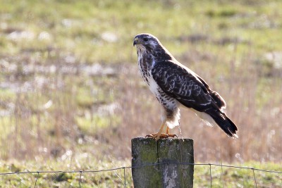 Mäusebussard