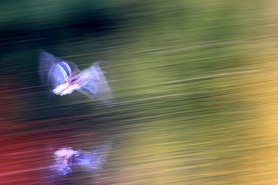 gewischte Stockente im Flug