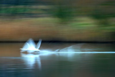 gewischter Höckerschwan beim Start