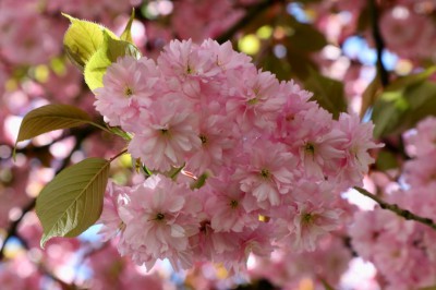 einige der hunderttausende Blüten