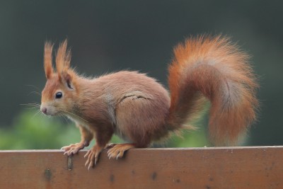 auf dem Weg zum Futterhäuschen