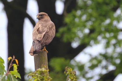 Mäusebussard, ein seltener Wegbegleiter