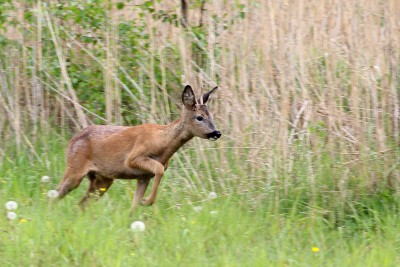 dem jungen Rehbock schmecken die Orchideen besonders gut