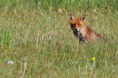 der Fuchs sieht überall mal nach dem Rechten (...und auch dem Linken!)