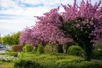 Frühlingserwachen_02_1.jpg