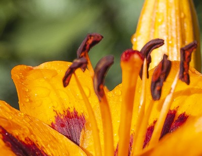 Hier der 100% Zoom auf die Blüte und die Stengel