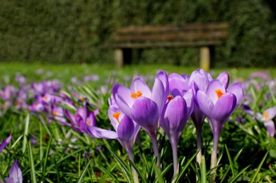 ...das Neue Jahr kommt mit dem Frühjahr, ...