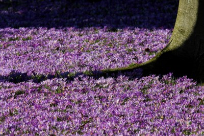 Schattenauslauf in den Frühling...