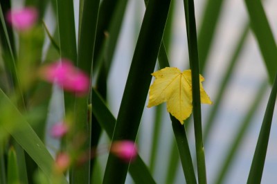 Sommerfarben