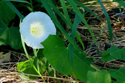 leuchtende Trichterblume im Halbschatten