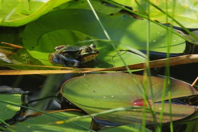 Frosch auf seiner Terrasse...