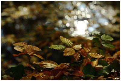 Herbst2015_05.JPG