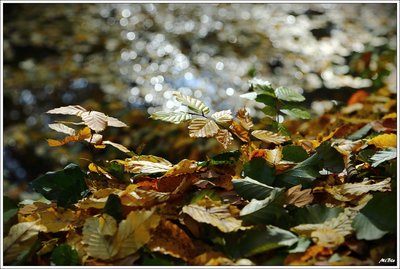 Herbst2015_09.JPG