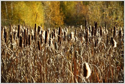 Herbst2015_10.JPG