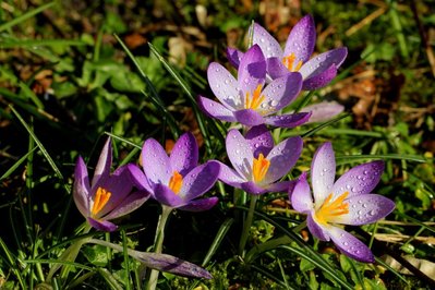 wenn die Sonne kommt, recken sich die Blüten