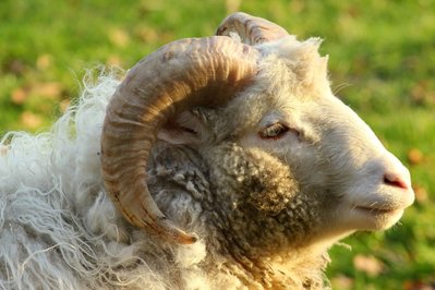 Heidschnucken-Bock mit modischem Backenbart