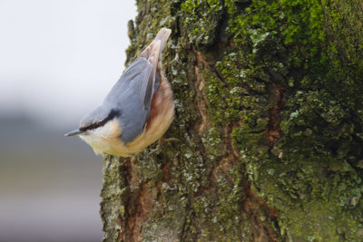 Kleiber am Kirschbaum