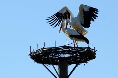 Die Entscheidung wegen der neuen Wohnung steht noch aus, dennoch möchte Herr Storch schon einmal mit der Familienplanung beginnen...